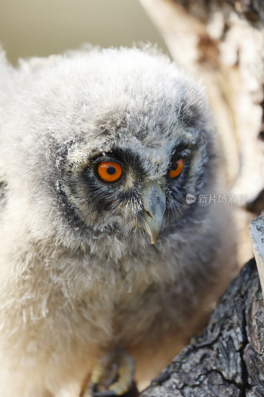 长耳猫头鹰(Asio otus)幼鸟